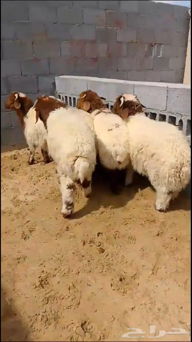 متوفر تابي تمارا خرفان نعيمي حري تيوس 1