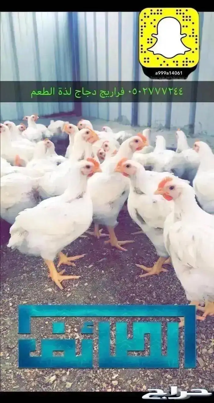 زغاليل حمام فرنسي بط بكيني ديوك سمان دجاج لاحم بيض بلدي 3