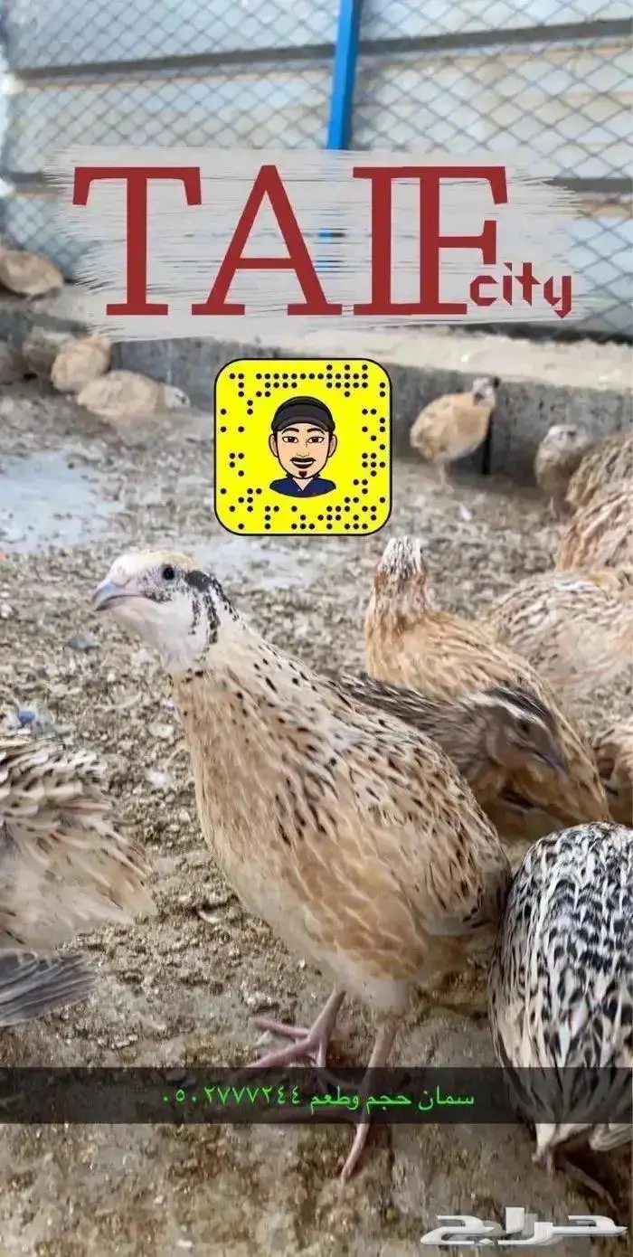 زغاليل حمام فرنسي بط بكيني ديوك سمان دجاج لاحم بيض بلدي 1