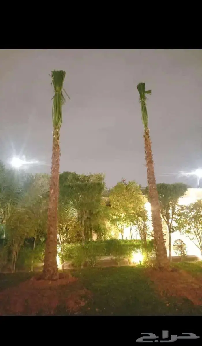 نخل واشنطن واشنطني واشنطوني 0