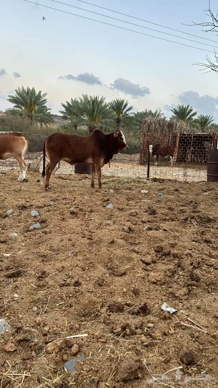 حسيل بلدي 4