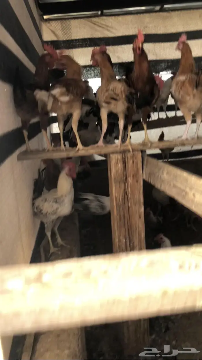 ديوك بلدي وفيومي شبابي   للبيع 4
