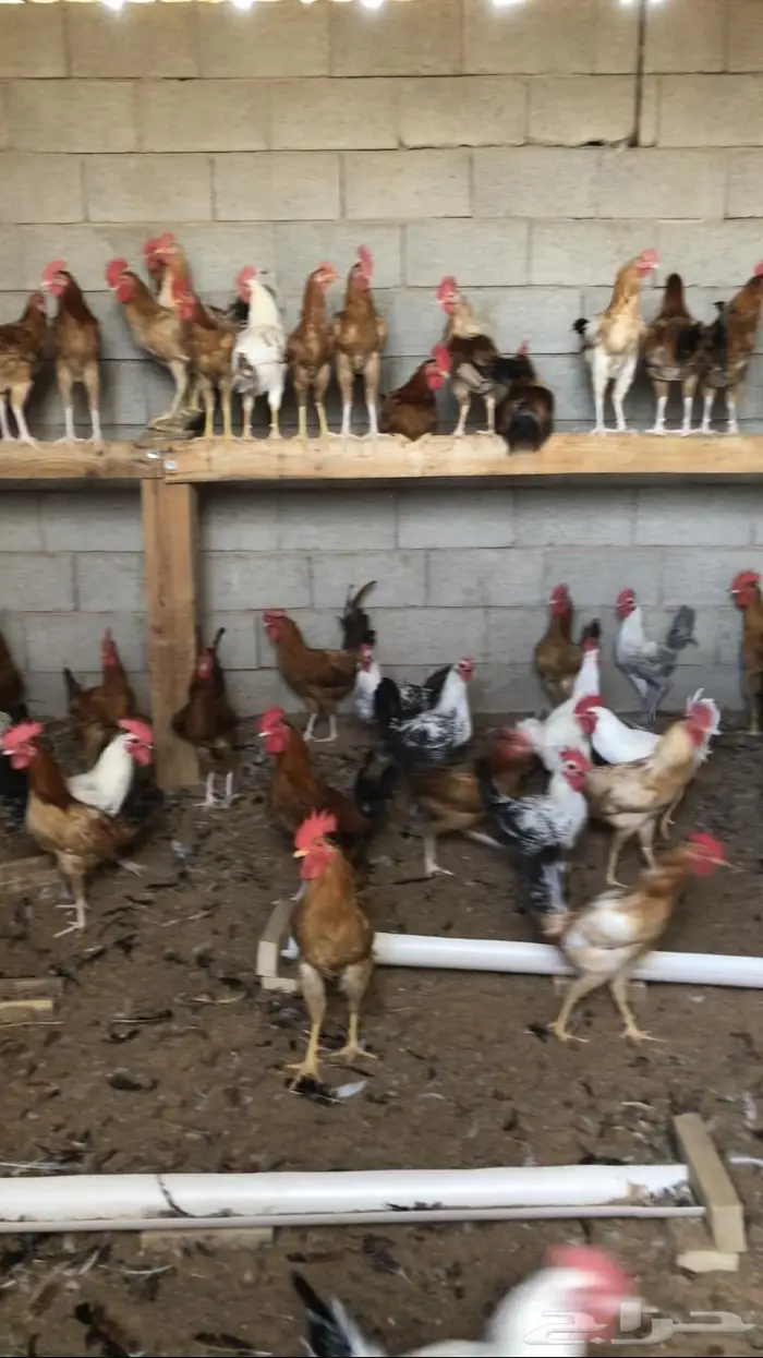 ديوك بلدي وفيومي شبابي   للبيع 3