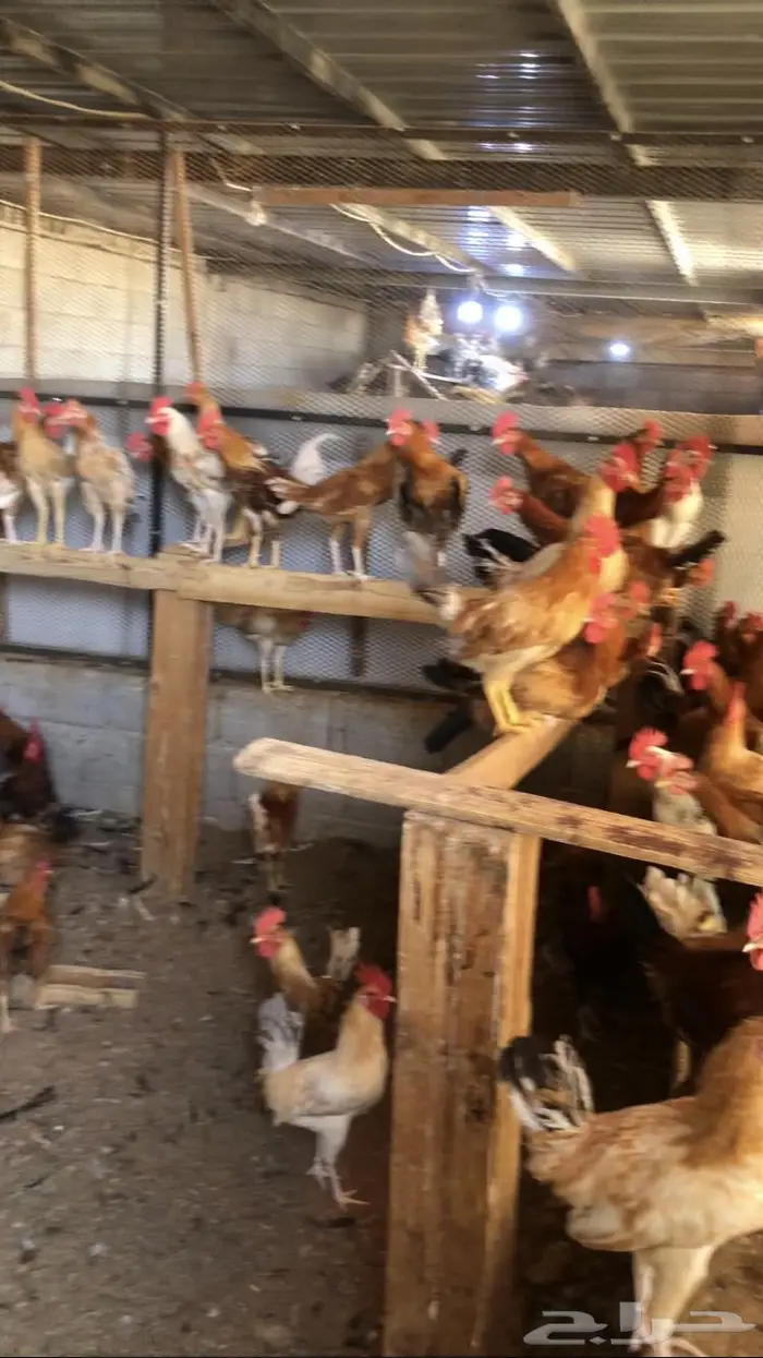 ديوك بلدي وفيومي شبابي   للبيع 1