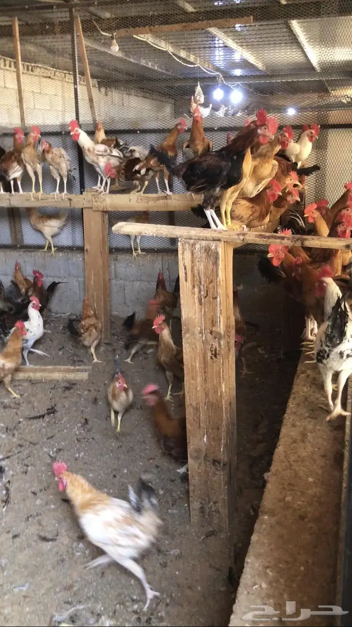 ديوك بلدي وفيومي شبابي   للبيع 0