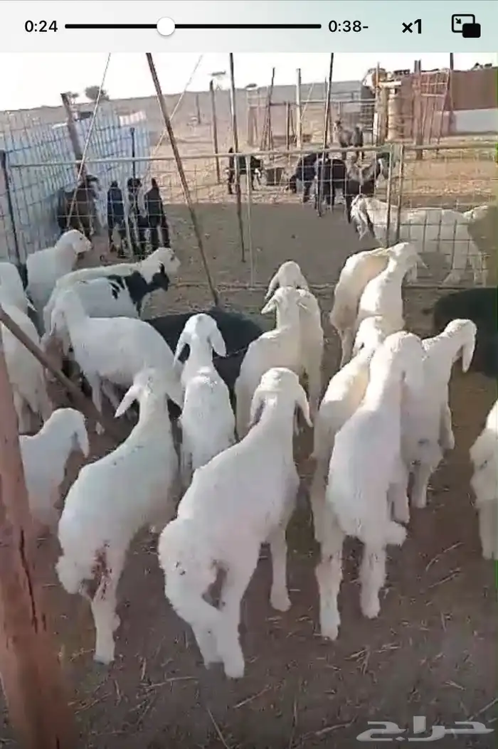 بهم تربيه طليان رخال 1