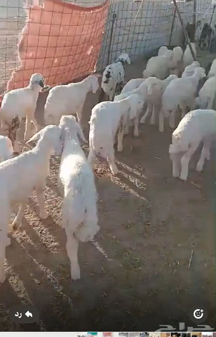 بهم تربيه طليان رخال 2