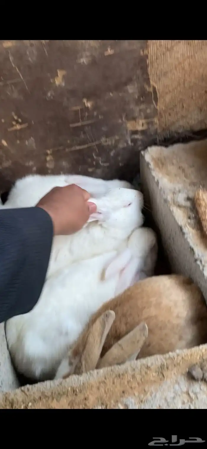 ارنب بلدي 2
