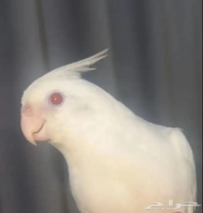 تبني الي عنده طير مايحتاجة انا اخذه منه اجي لعند باب بيتك 0