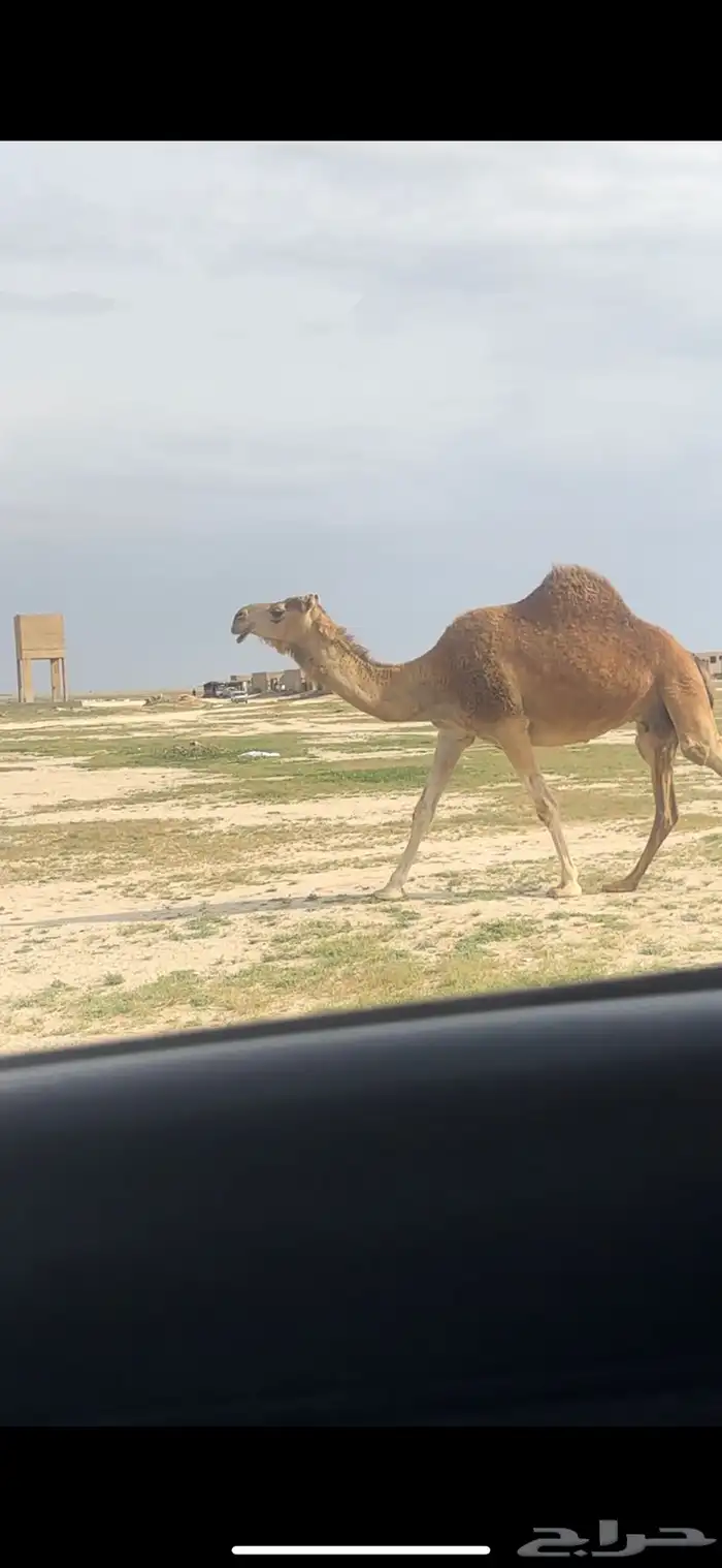 لقحه حمرا تم البيع 0