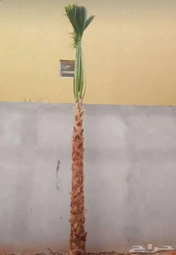 نخل واشنطن واشنطني واشنطوني 2