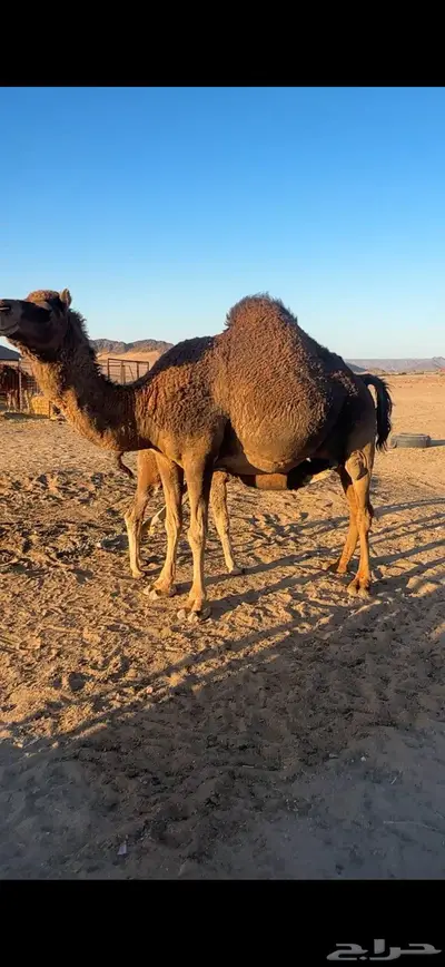 ناقة خلفه مجموع(تم البيع) 0