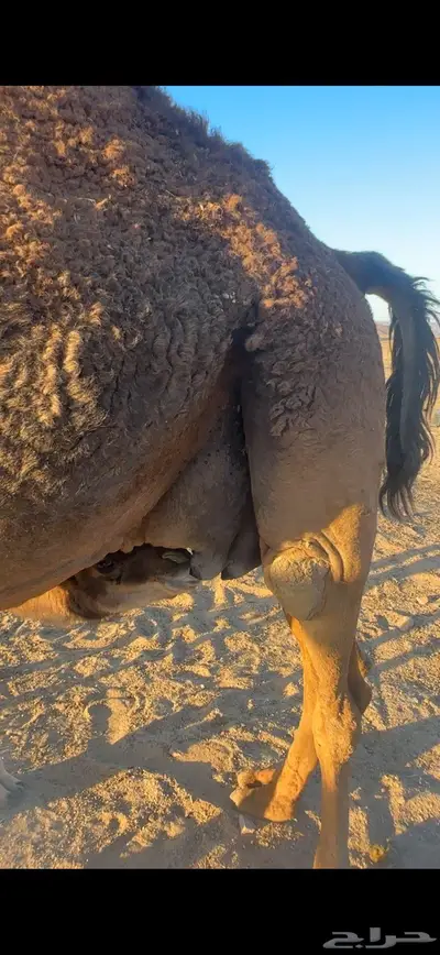 ناقة خلفه مجموع(تم البيع) 2