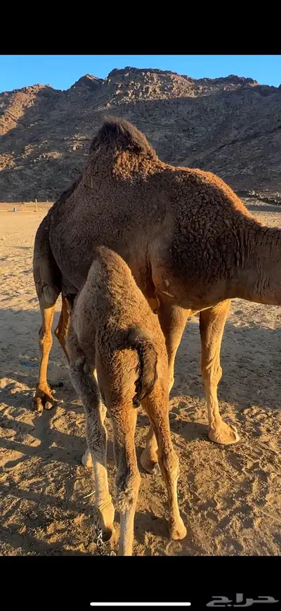 ناقة خلفه مجموع(تم البيع) 1