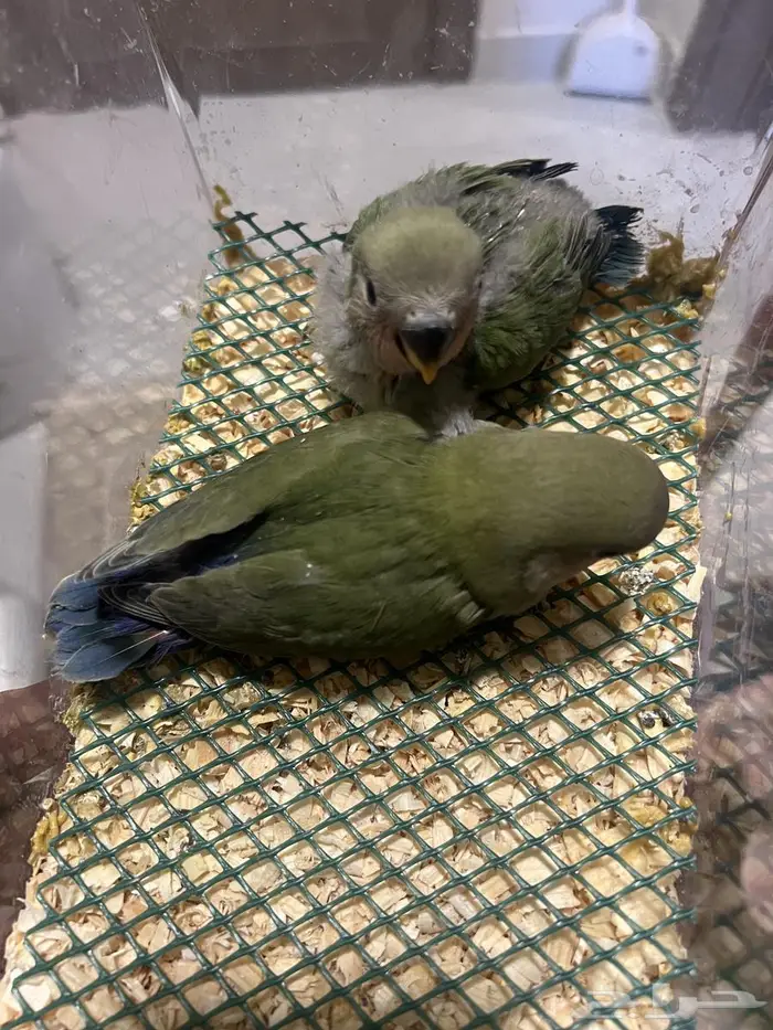 فروخ روز 0