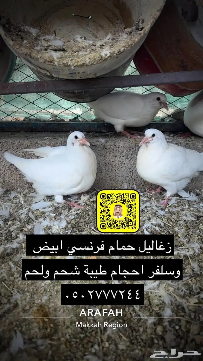 زغاليل حمام فرنسي بط بكيني ديوك سمان دجاج لاحم بيض بلدي 8