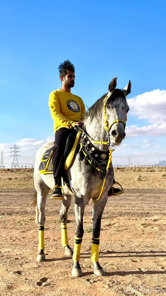 فرس شعبيه 0