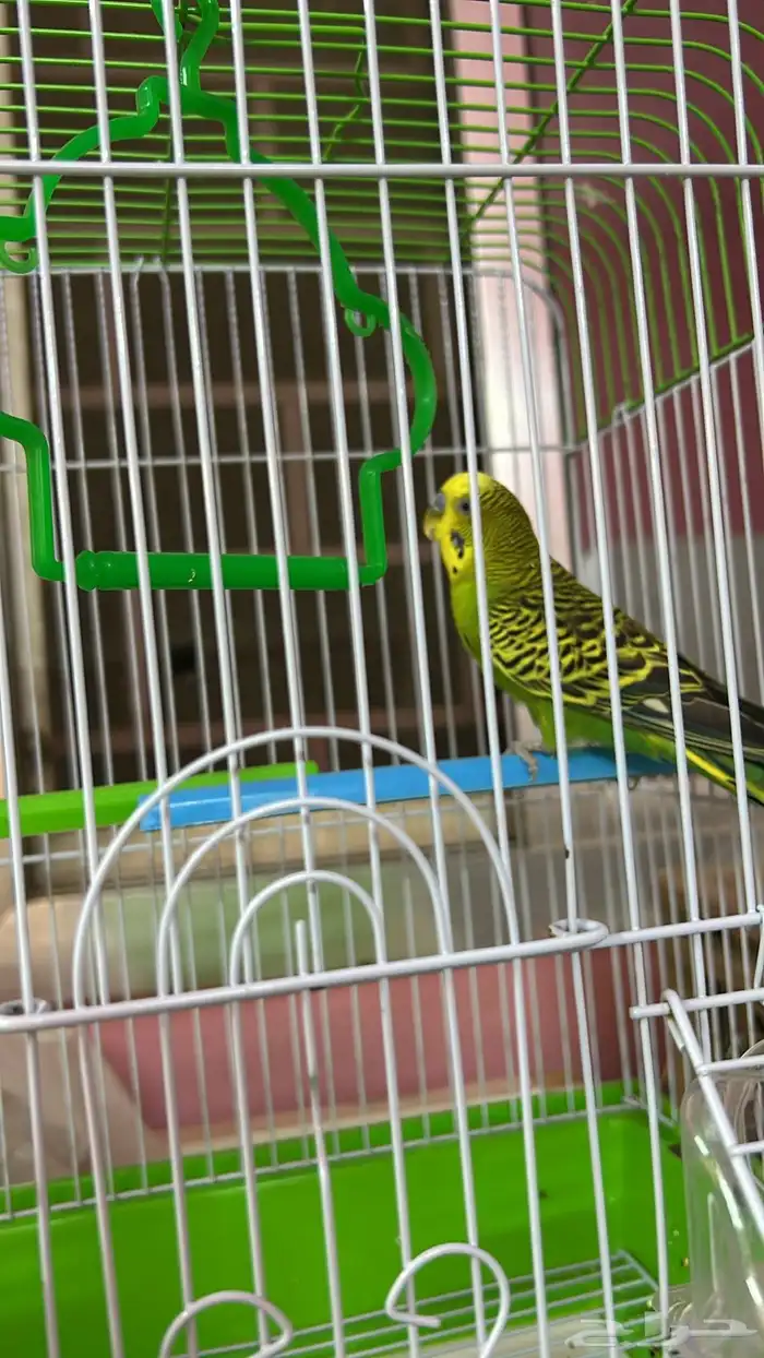 أغراض 5
