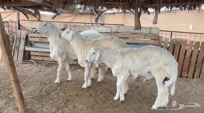 ثلاث طليان جبرات - تم البيع - 1