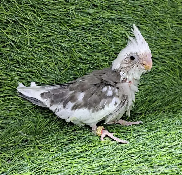 فرخ كروان هولندي (( تم البيع )) 1