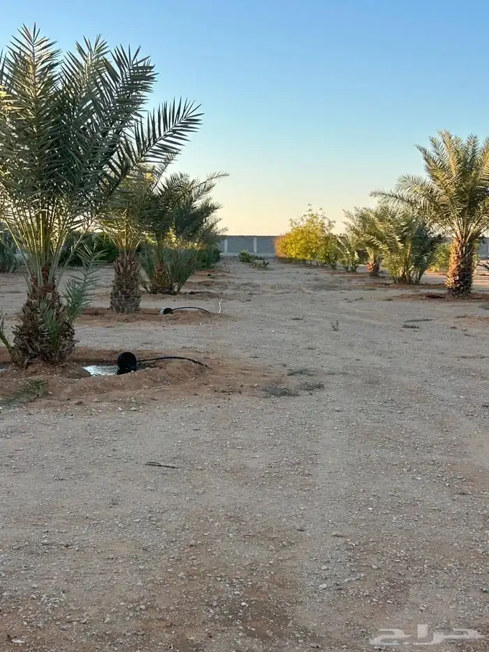 مزرعة للبيع في الساحبة ثادق 1