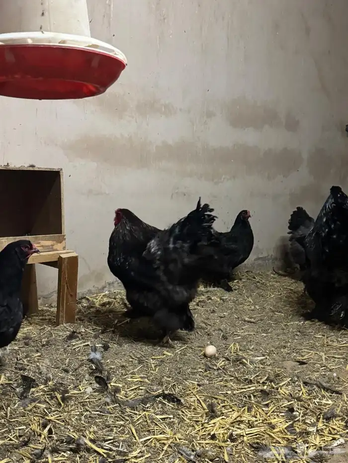 للبيع مشروع دجاج براهما 0