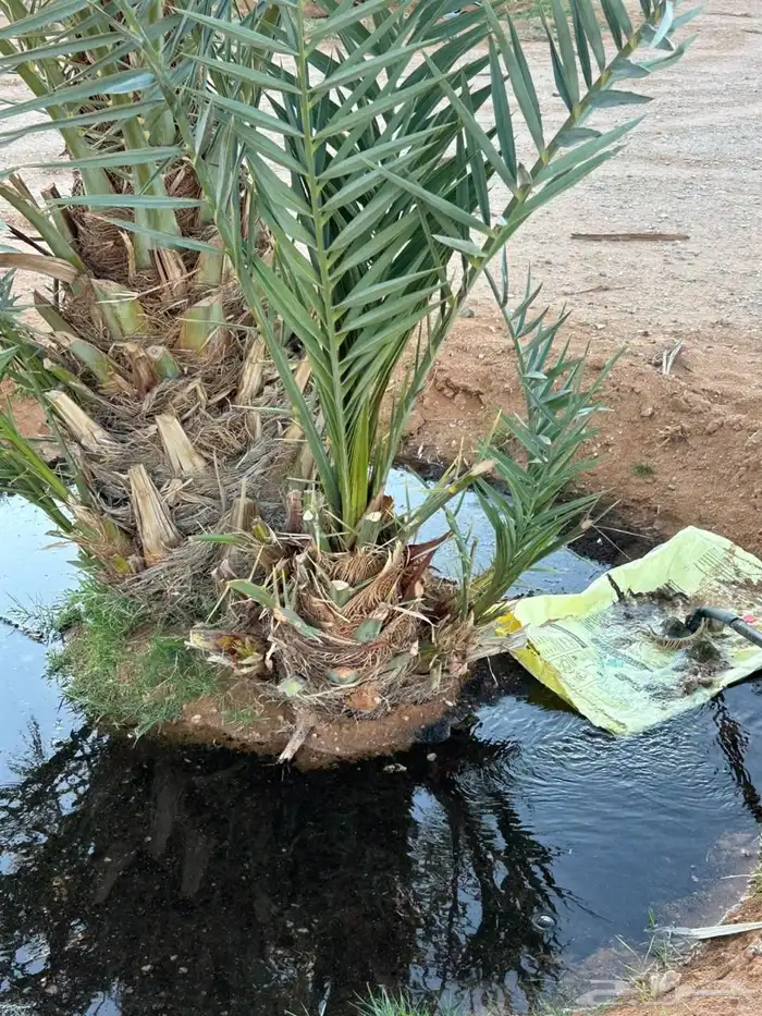 مزرعة للبيع في الساحبة ثادق 4