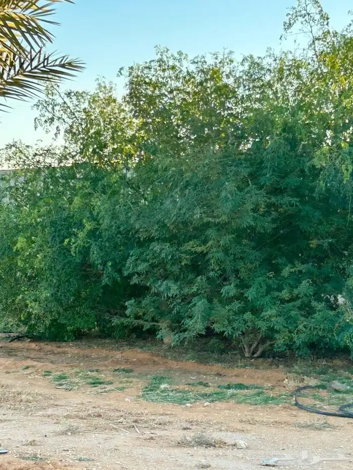 مزرعة للبيع في الساحبة ثادق 2