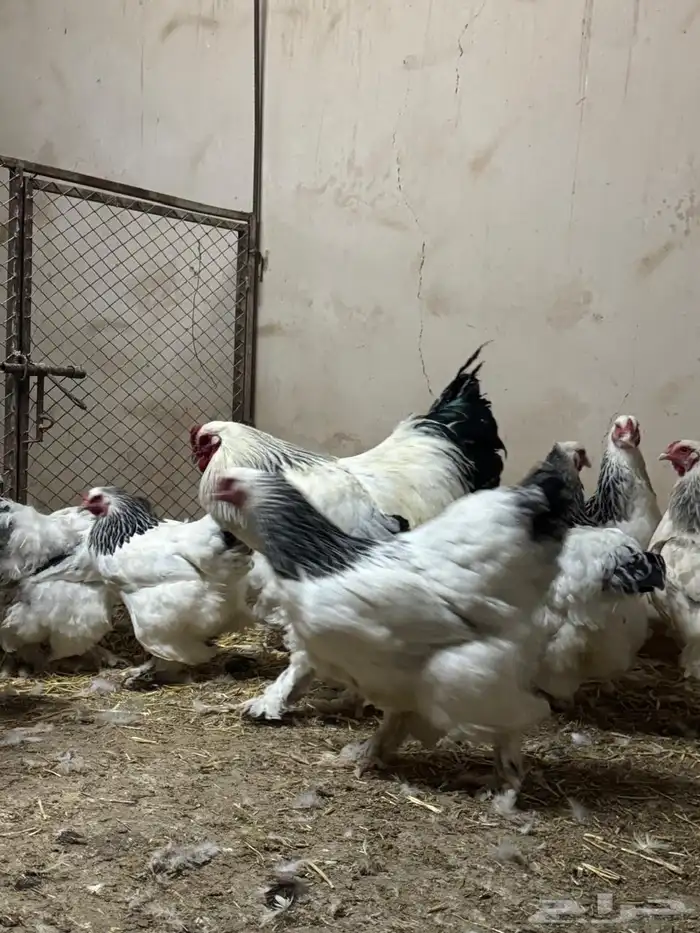 للبيع مشروع دجاج براهما 4