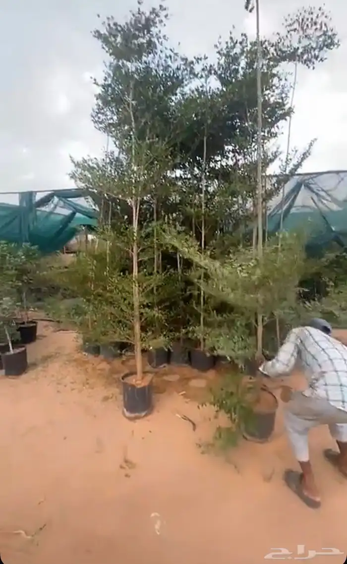 جميع اشجار الظل والزينة (نوادر )التفاصيل داخل الأعلان  نجران 25