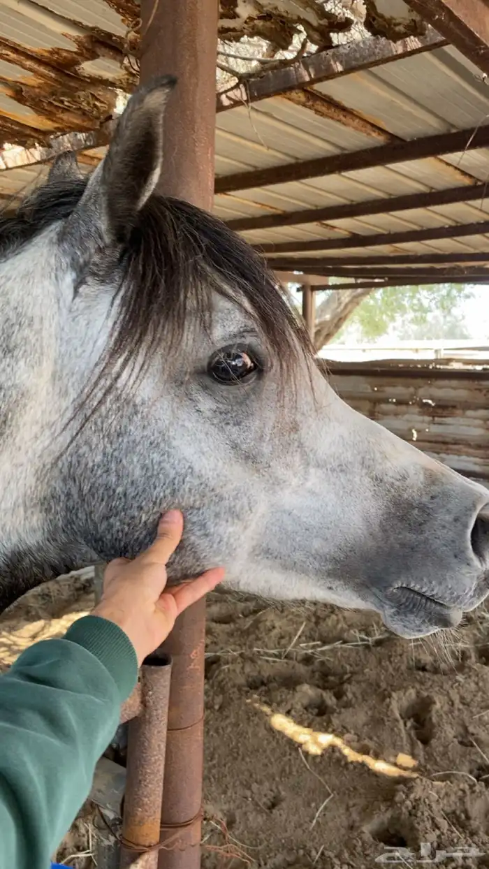 خيل 4