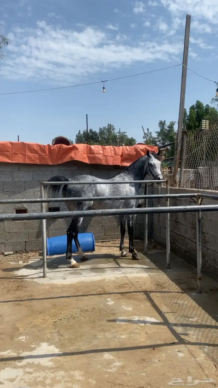 خيل 0