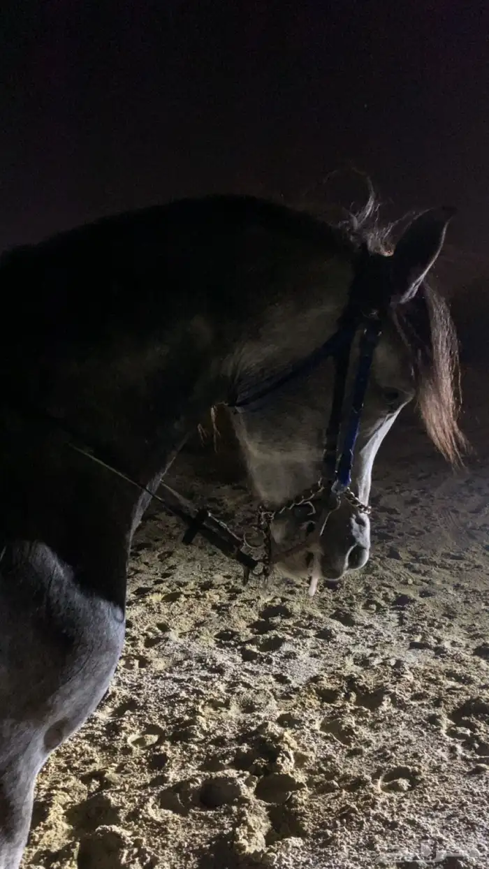 خيل 3