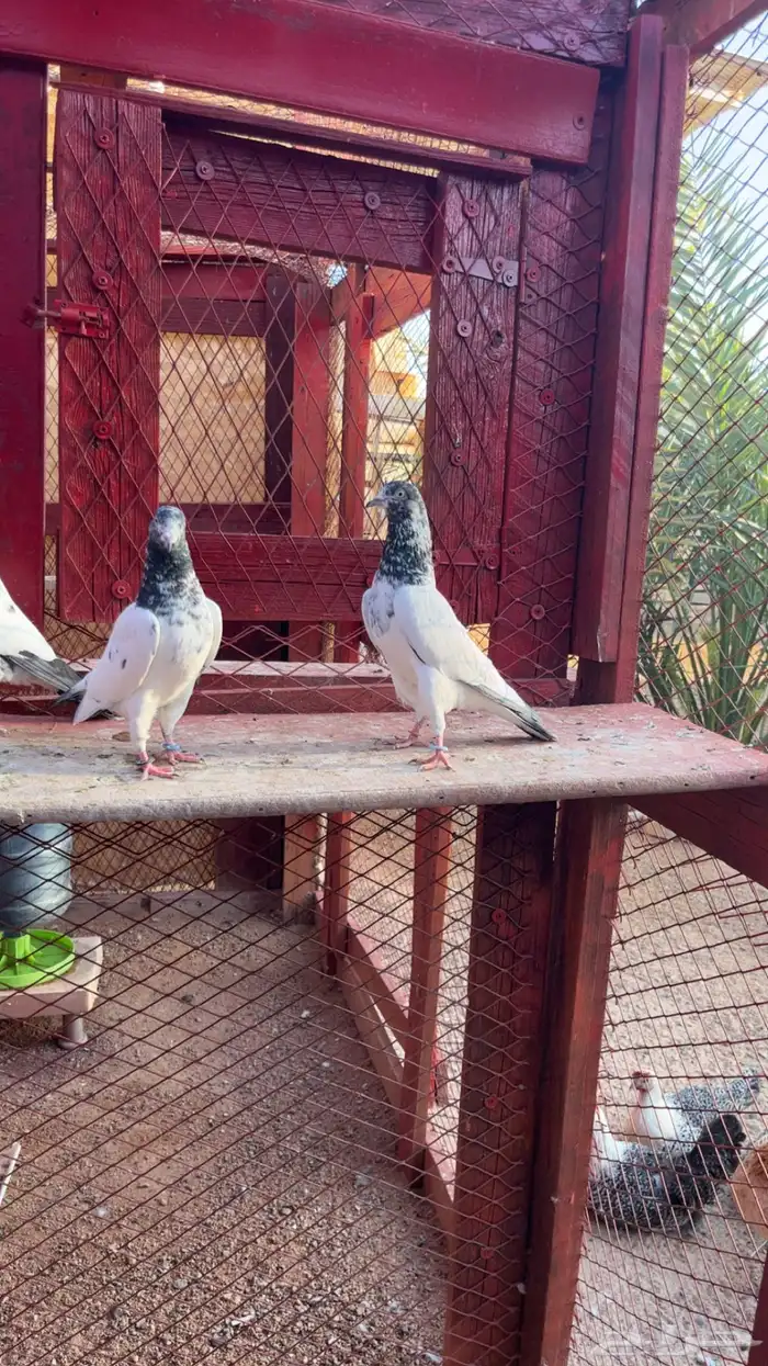 حمام باكستاني. تم البيع 0