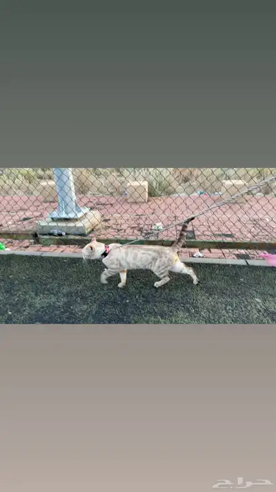 ( قط بنقال بيور ) ( purebred Bengal cat ) 2