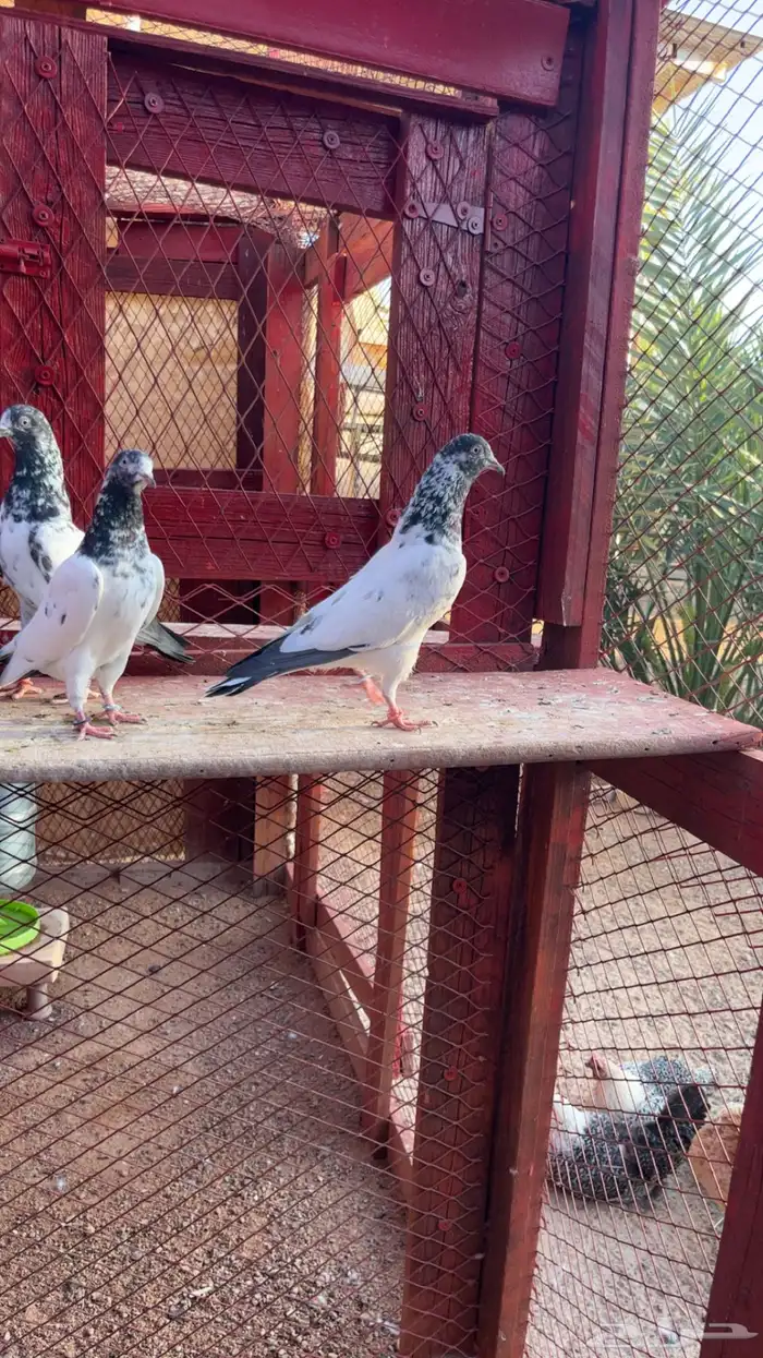 حمام باكستاني. تم البيع 2