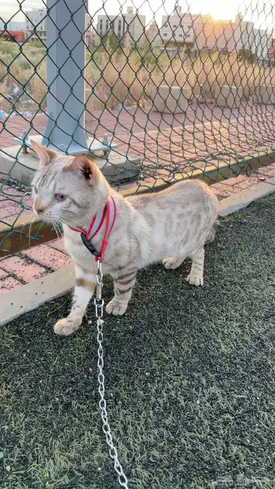 ( قط بنقال بيور ) ( purebred Bengal cat ) 4