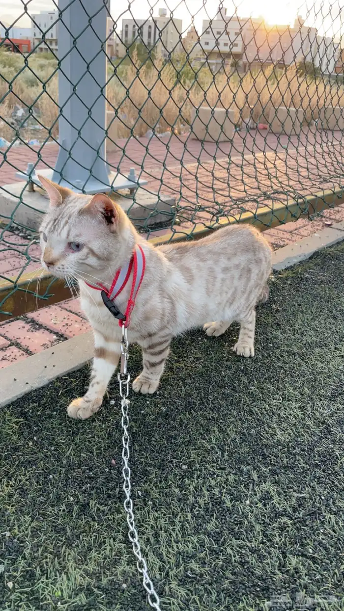 ( قط بنقال بيور ) ( purebred Bengal cat ) 4