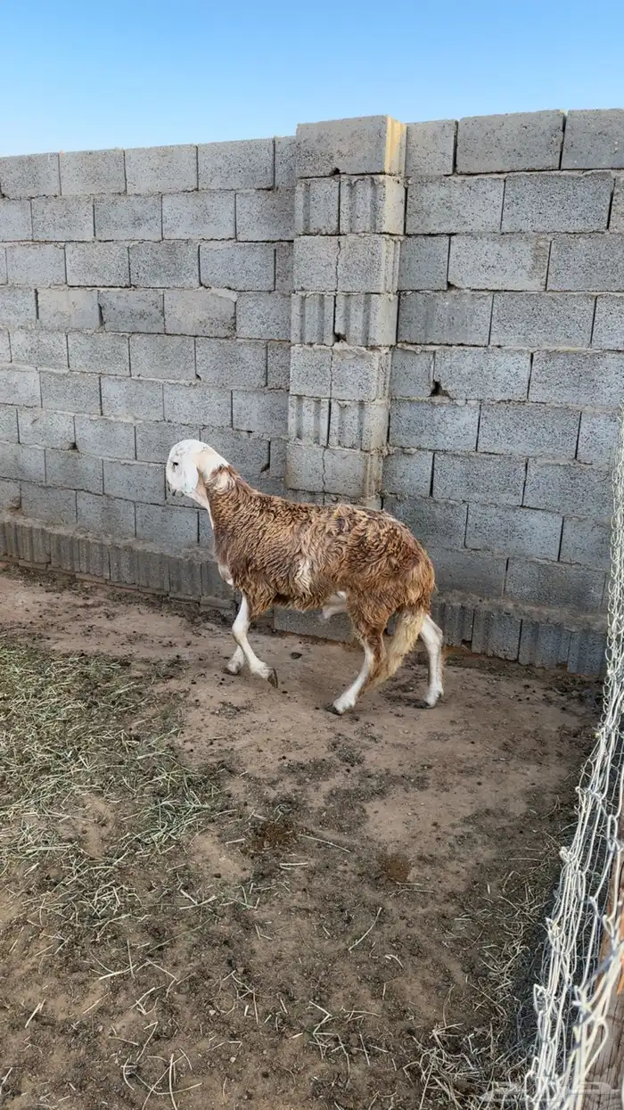 ذبايح سواكن مرابي تم البيع 0