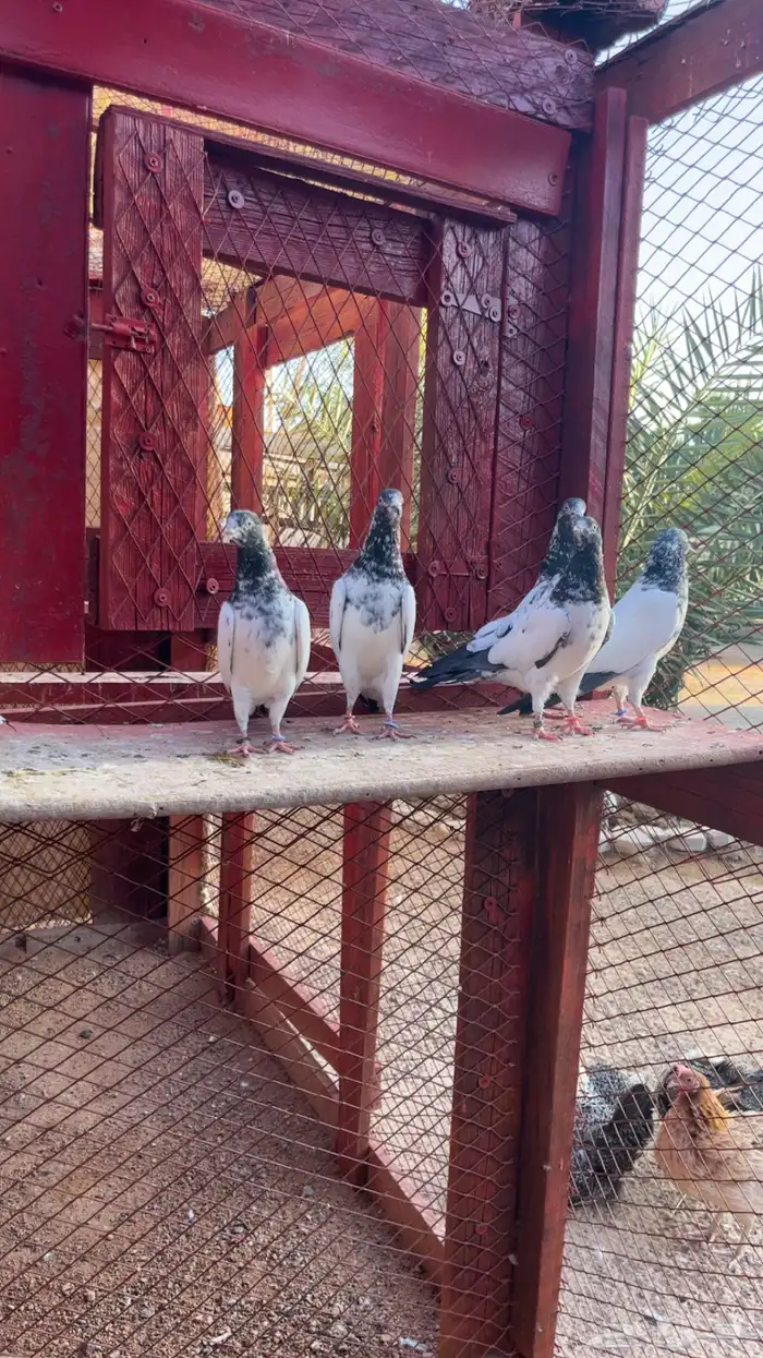 حمام باكستاني. تم البيع 5