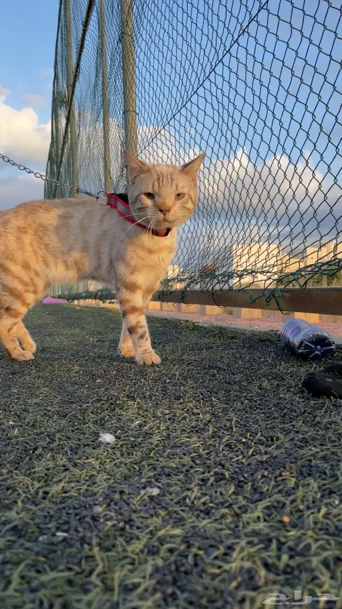 ( قط بنقال بيور ) ( purebred Bengal cat ) 0