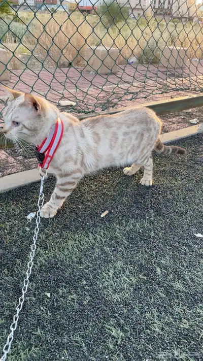 ( قط بنقال بيور ) ( purebred Bengal cat ) 6