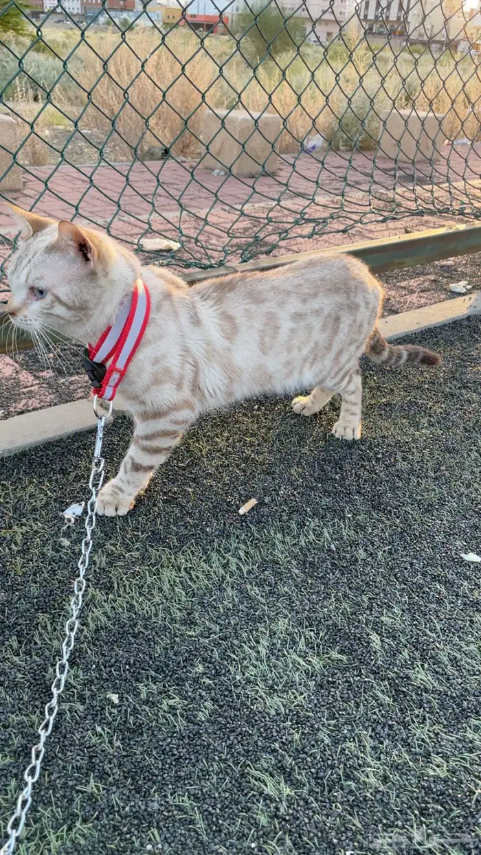 ( قط بنقال بيور ) ( purebred Bengal cat ) 6