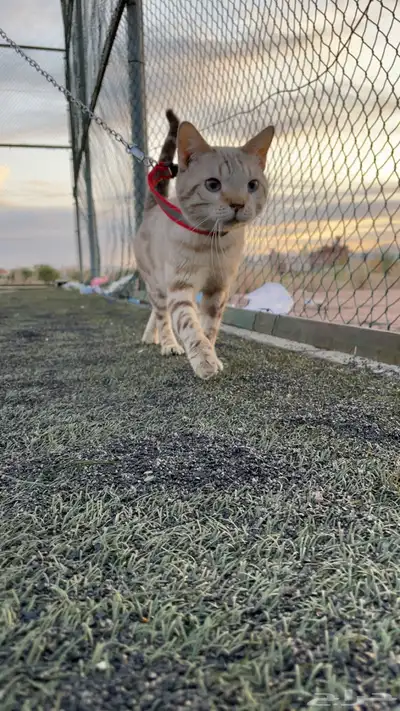 ( قط بنقال بيور ) ( purebred Bengal cat ) 3