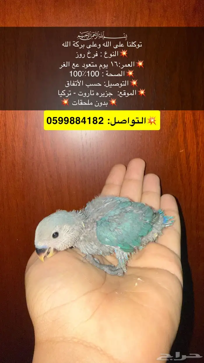 فروخ كروان فرخ روز 0