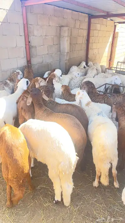 أحجز عيودتك 2