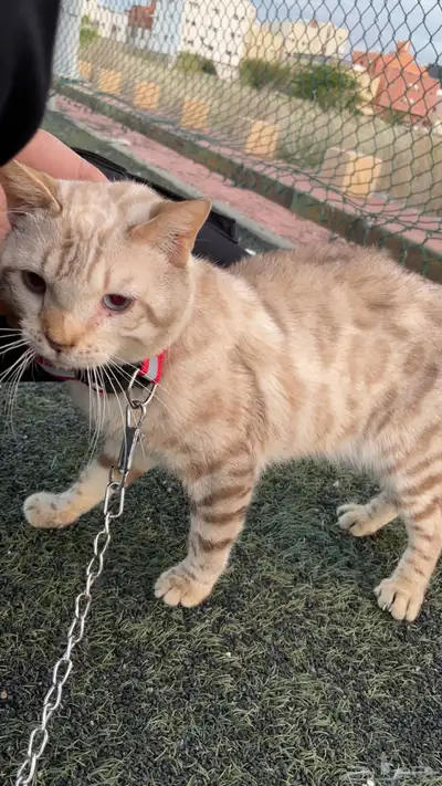 ( قط بنقال بيور ) ( purebred Bengal cat ) 1