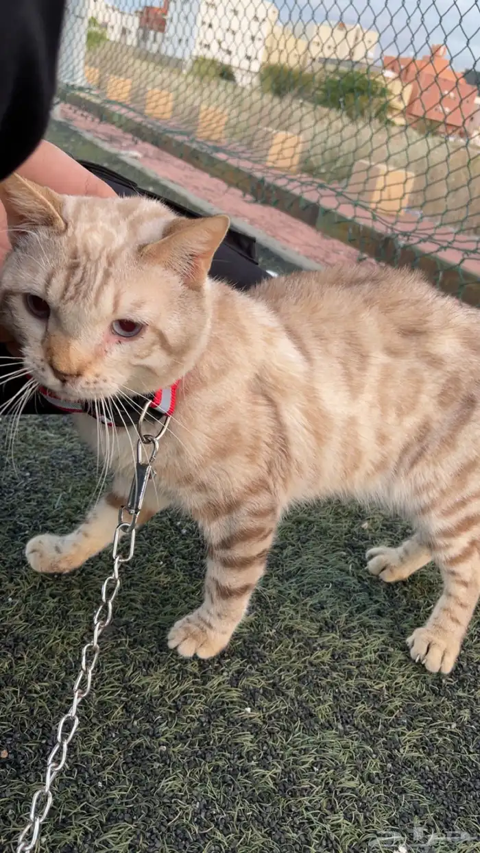 ( قط بنقال بيور ) ( purebred Bengal cat ) 1