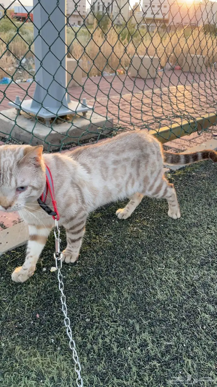 ( قط بنقال بيور ) ( purebred Bengal cat ) 5