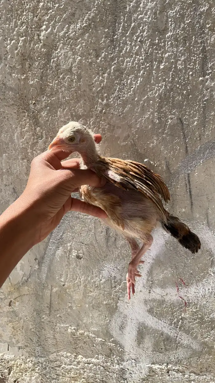 تم البيع ب السعر المطلوب 1